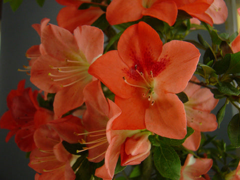 Satsuki Azalea 'Koyo'