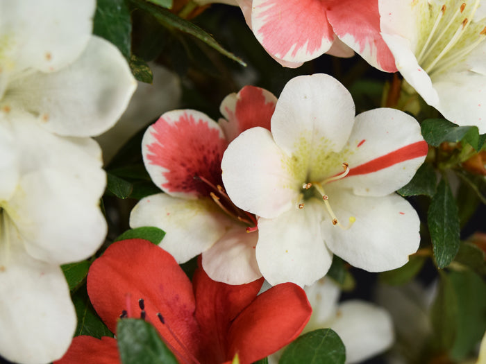 Satsuki Azalea 'Kurenai-no-Tenshi'