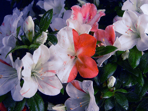 Satsuki Azalea 'Meguriai'