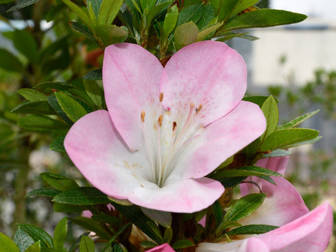 Satsuki Azalea 'Misora'
