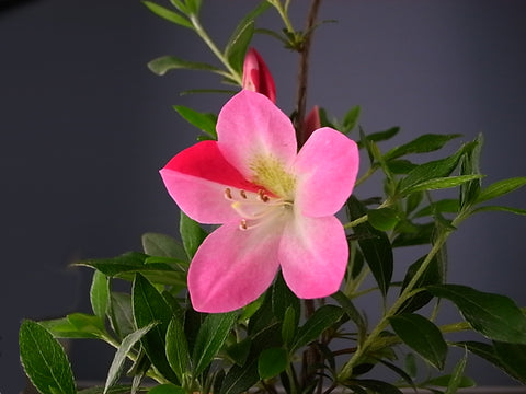 Satsuki Azalea 'Momoka'