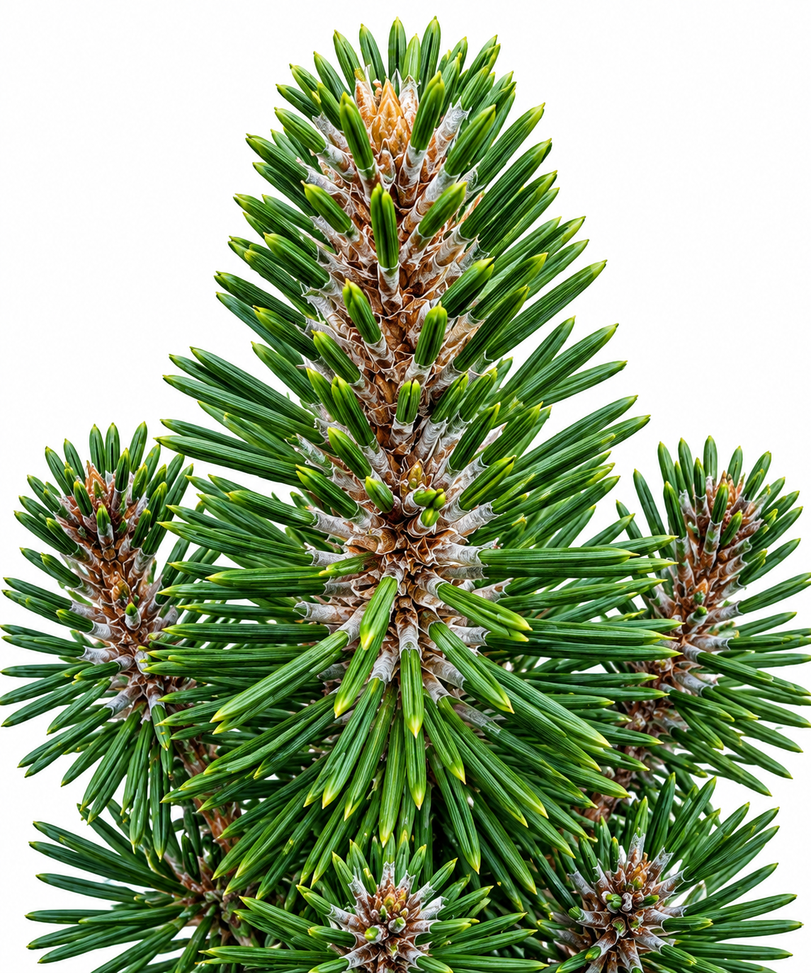 Close-up of Pinus thunbergii 'Kotobuki' apex showing dense dark gray-green needle clusters with pale spring candles emerging from branch tips