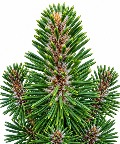 Close-up of Pinus thunbergii 'Kotobuki' apex showing dense dark gray-green needle clusters with pale spring candles emerging from branch tips