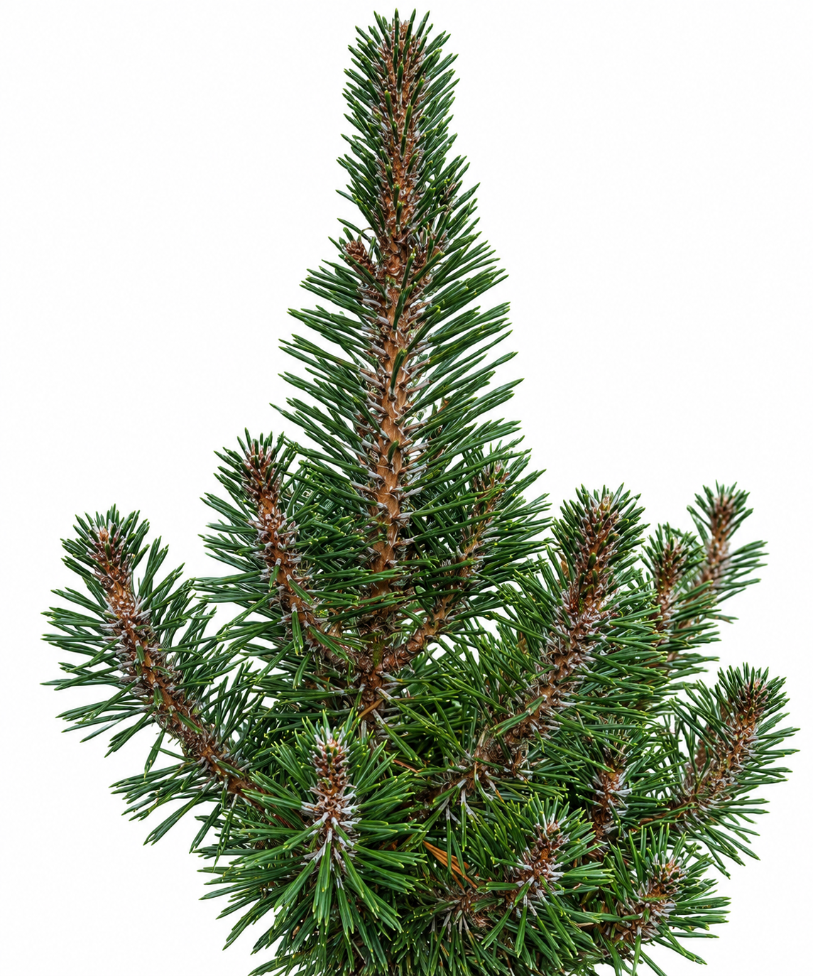 Upper canopy detail of Pinus thunbergii 'Kotobuki' showing densely packed dark gray-green needles and characteristic compact irregular branching structure