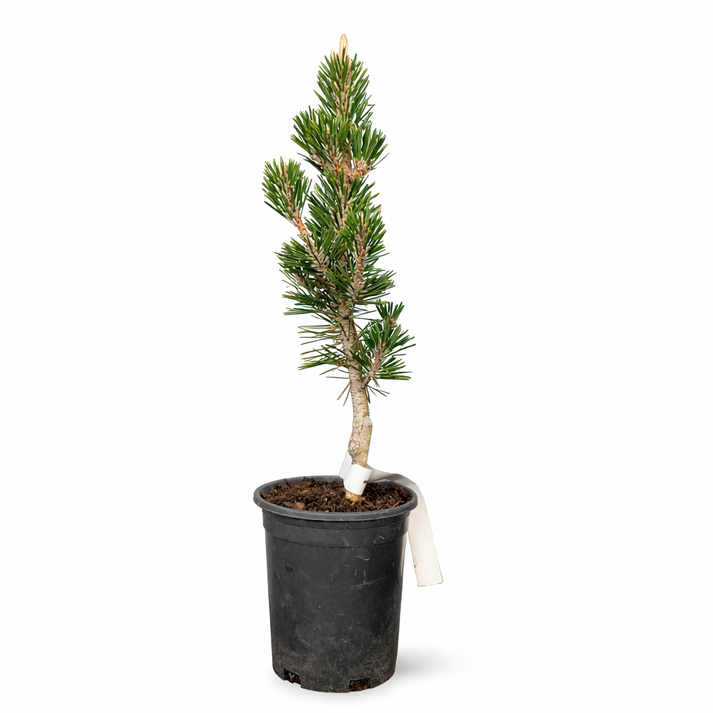 Pinus thunbergii 'Kotobuki' full plant showing upright compact form with irregular branching in a 1 gallon nursery pot