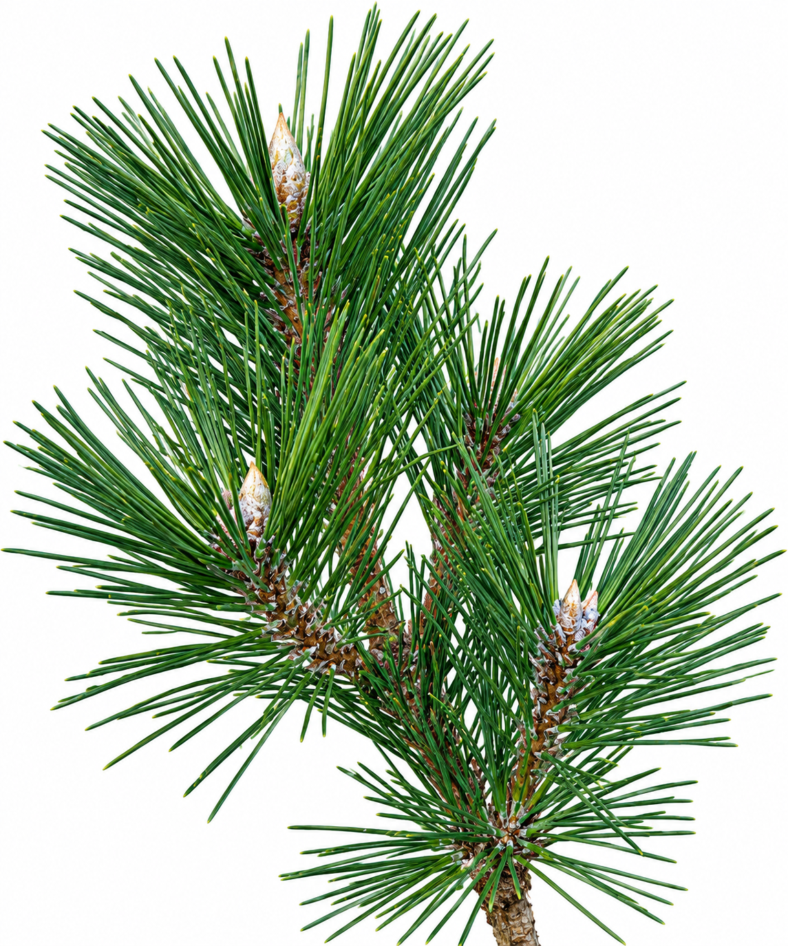 Pinus thunbergii 'Yatsubusa' mid-canopy detail showing multiple branch tips with emerging candles and dense dark green needle clusters