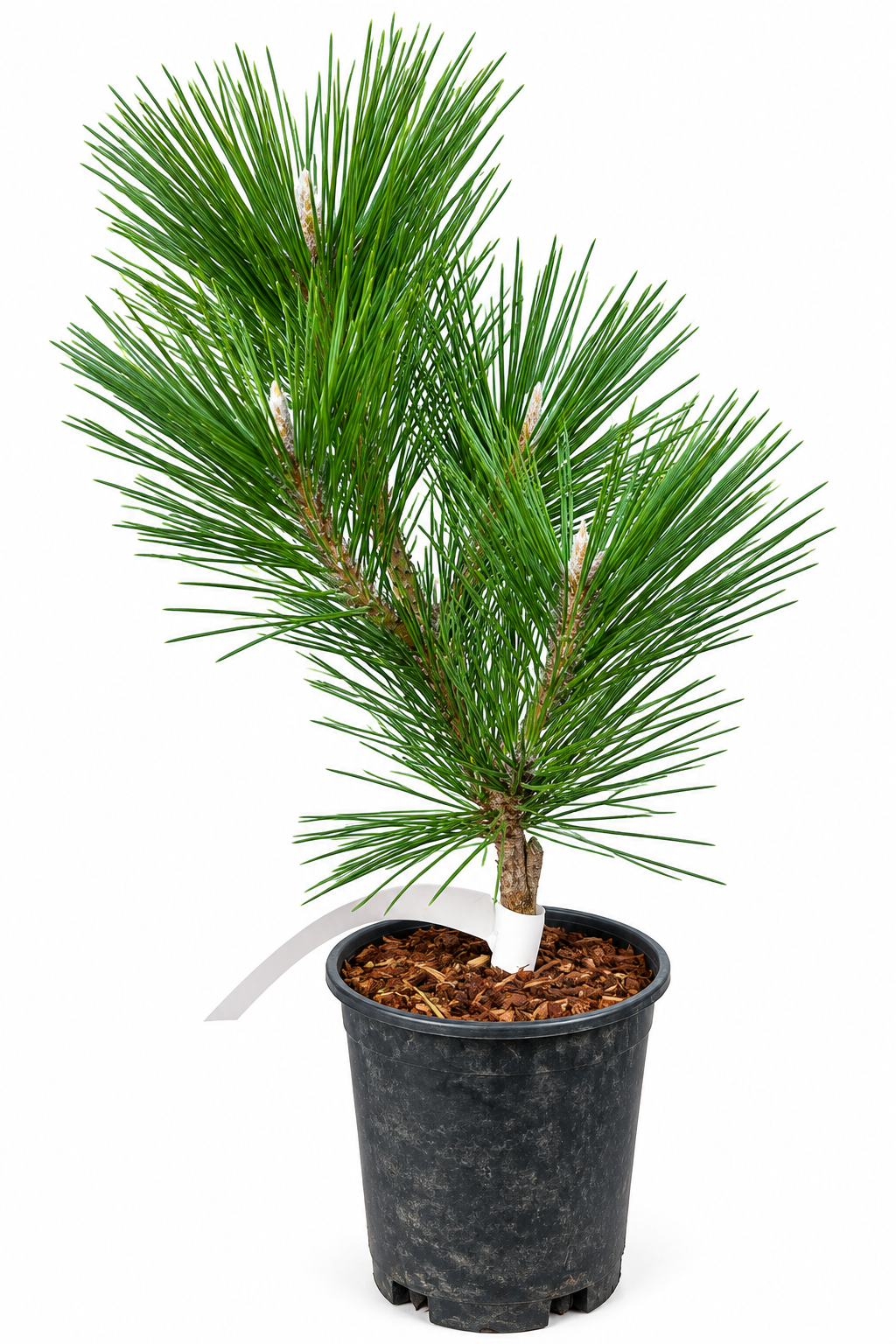 Pinus thunbergii 'Yatsubusa' full plant showing upright multi-stemmed form with long dark green needles in a 1 gallon nursery pot