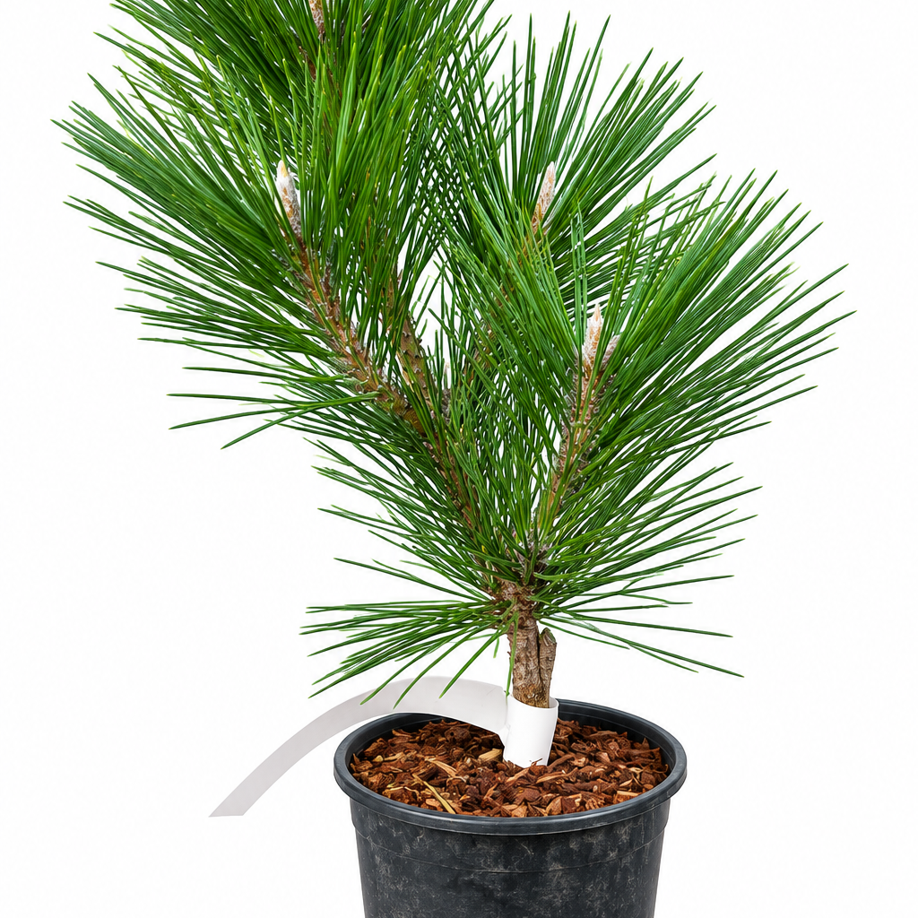 Pinus thunbergii 'Yatsubusa' full plant showing upright multi-stemmed form with long dark green needles in a 1 gallon nursery pot