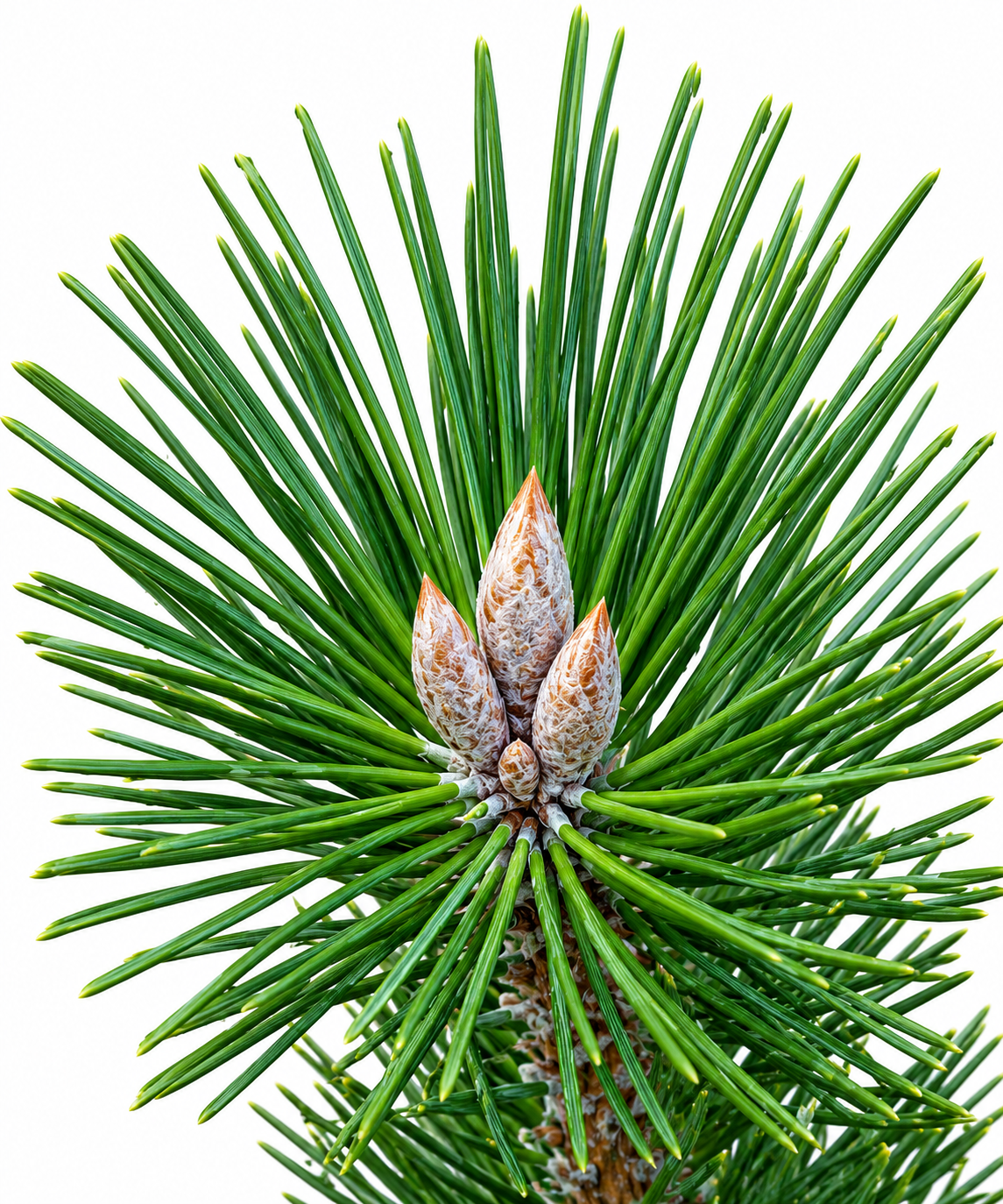 Close-up of Pinus thunbergii 'Yatsubusa' branch tip showing characteristic multiple candles emerging from a single node surrounded by dark green needles