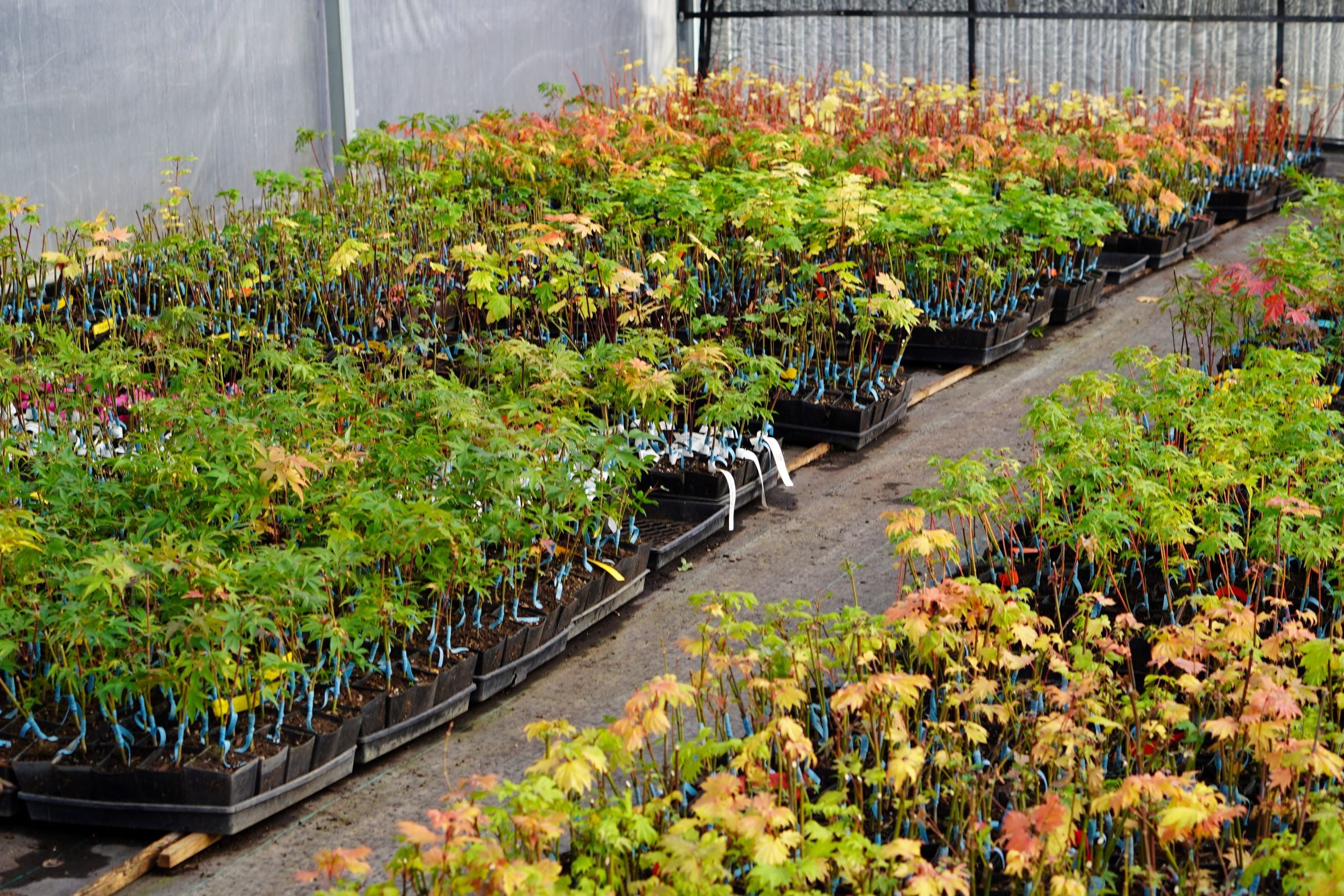Japanese Maple  'Little Sango'