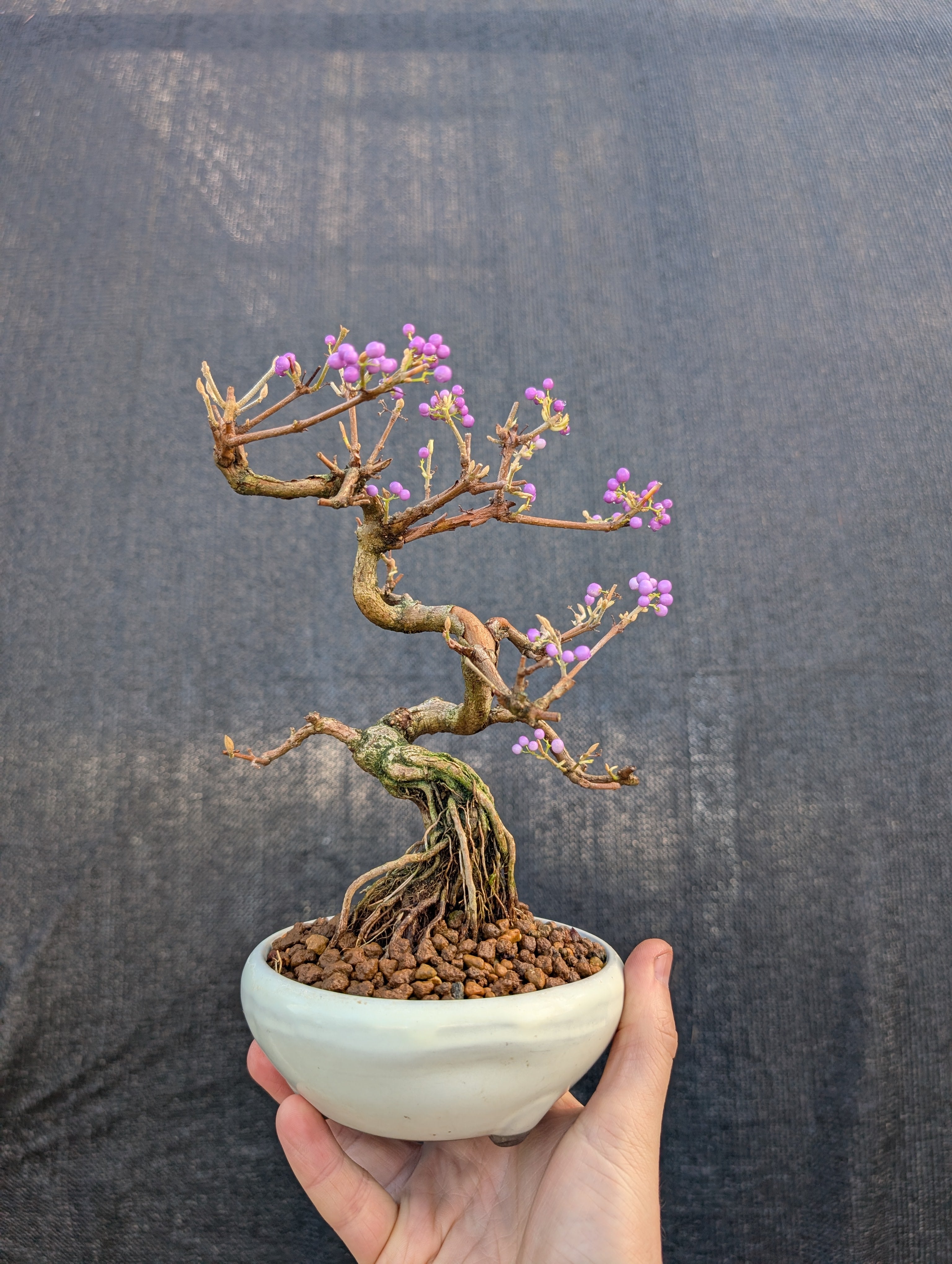 Japanese Beautyberry 'Ko-Murasaki'