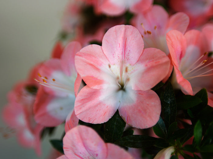 Satsuki Azalea 'Sakura'