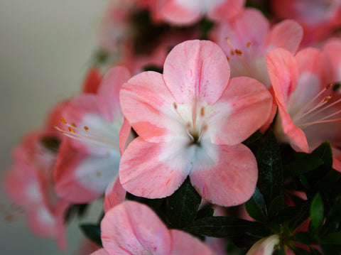 Satsuki Azalea 'Sakura'