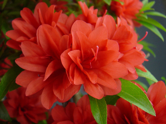 Satsuki Azalea 'Saran'