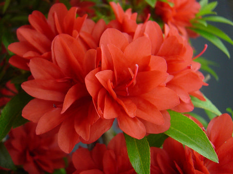 Satsuki Azalea 'Saran'