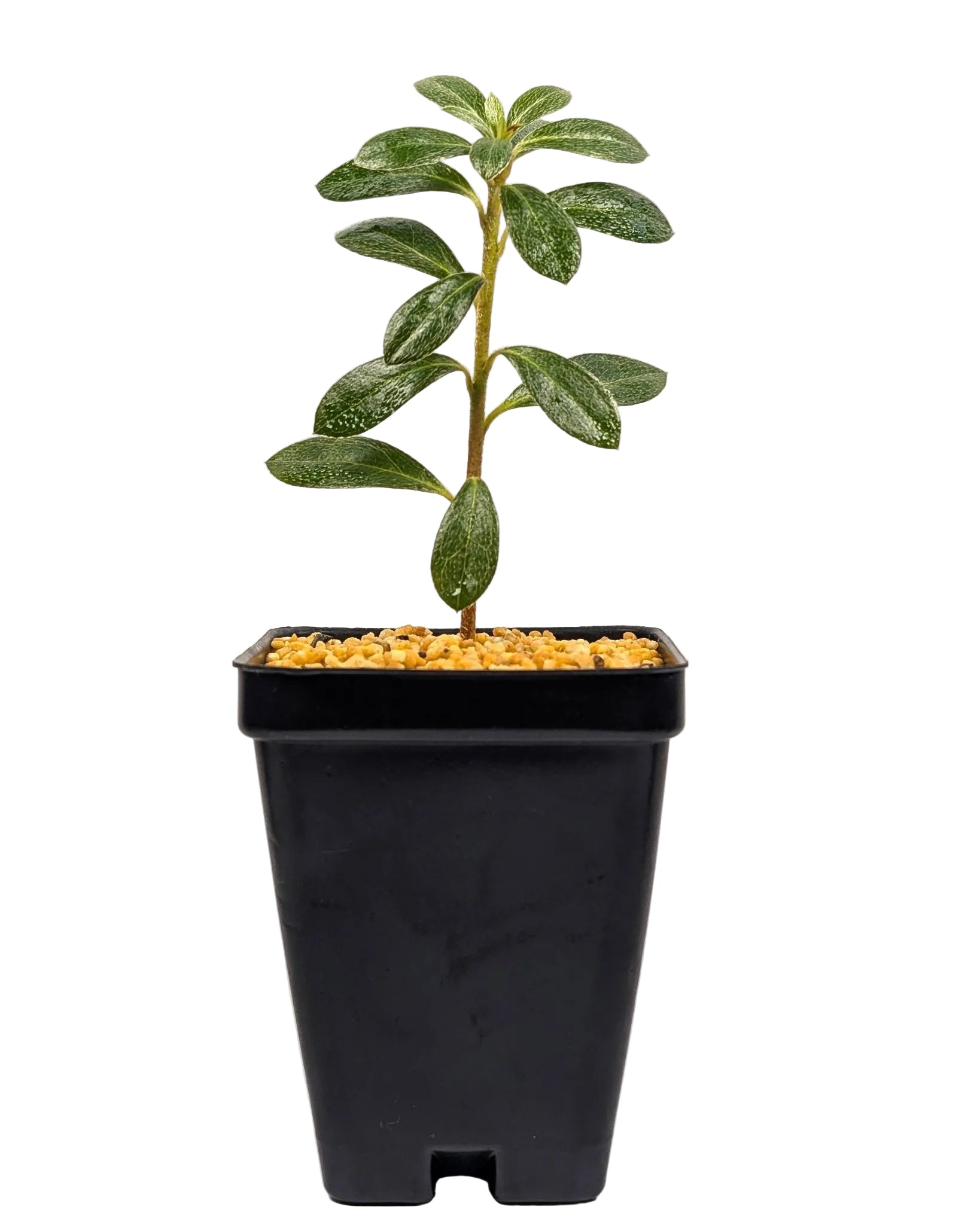 Satsuki Azalea bonsai cutting full plant