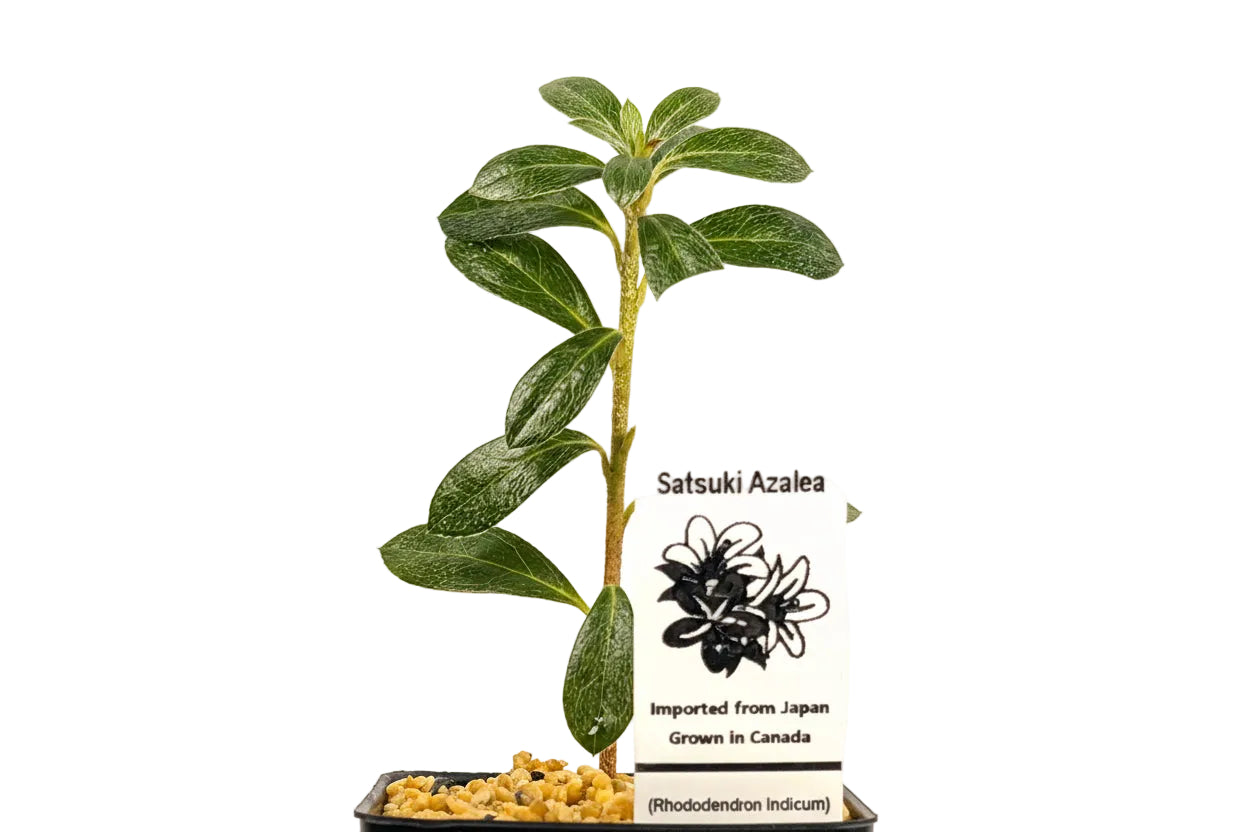 Satsuki Azalea bonsai cutting with plant tag