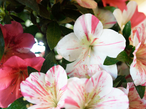 Satsuki Azalea 'Satsukibare'
