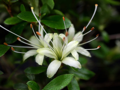 Satsuki Azalea 'Senbazuru'