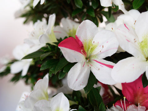 Satsuki Azalea 'Shikisai'