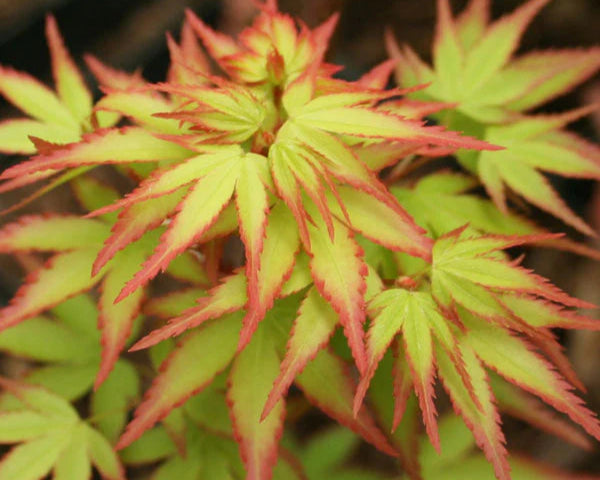 Japanese Maple 'Shishio Hime'