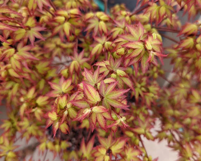 Japanese Maple 'Shishio Hime'