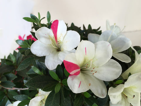 Satsuki Azalea 'Suigootome'