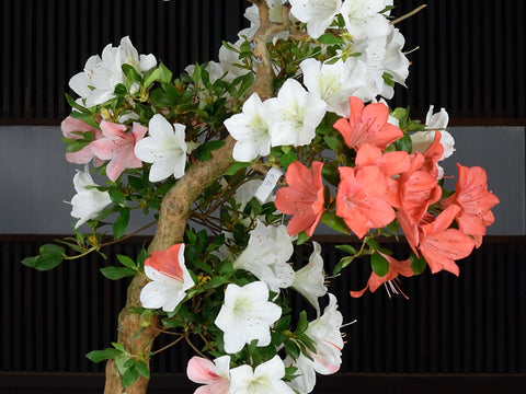Satsuki Azalea 'Suisen'