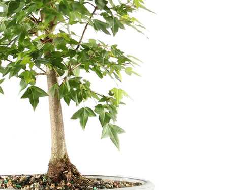 Trident Maple 'Fuyo-En'