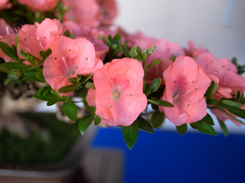 Satsuki Azalea 'Wakaebisu'