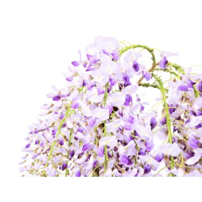 Japanese Wisteria 'Fuji'