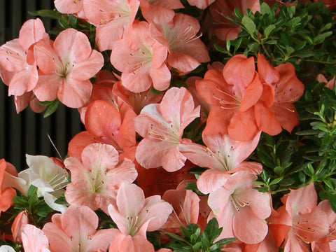 Satsuki Azalea 'Yama-no-Hikari'
