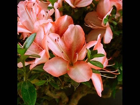 Satsuki Azalea 'Yata-no-Kagami'
