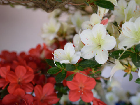 Satsuki Azalea 'Yumemirai'
