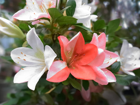 Satsuki Azalea 'Yumemonogatari'